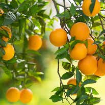 Citrus Fertiliser - 5 kg