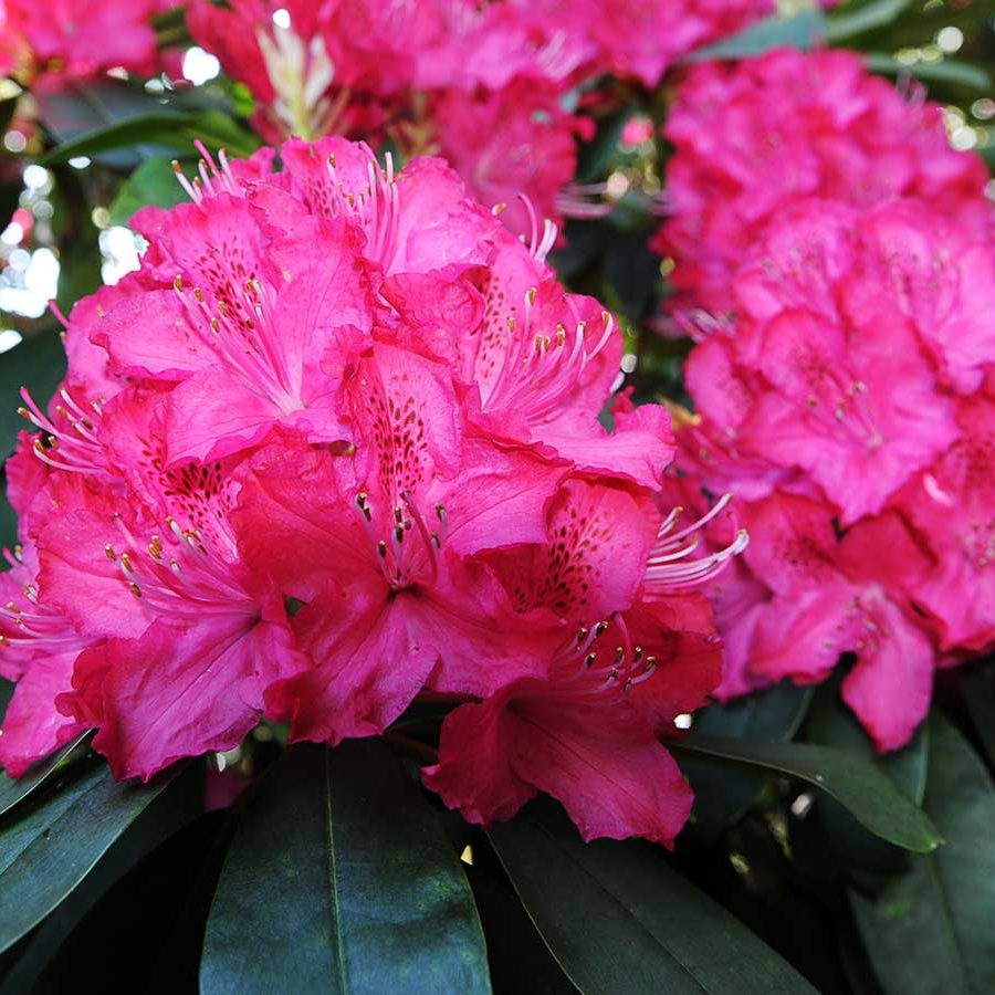 Rhododendron / Acid Fertiliser - 5 kg