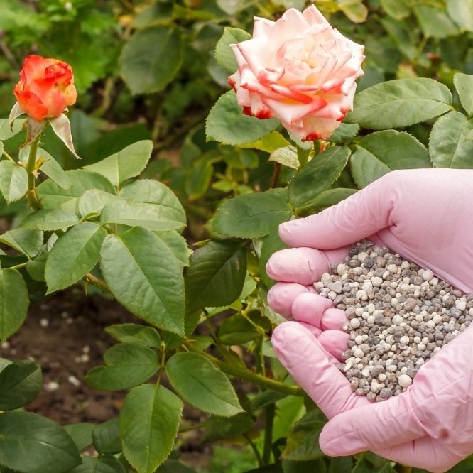 Rose Fertiliser - 5 kg