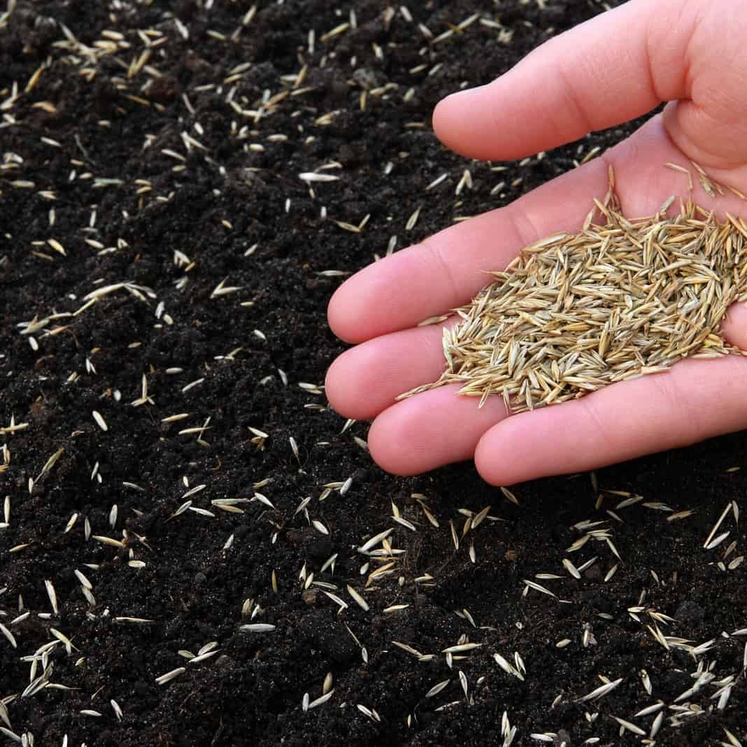 Certified Lawn Seed - 1 kg