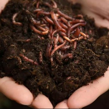 Organic Vermicast - 20 L
